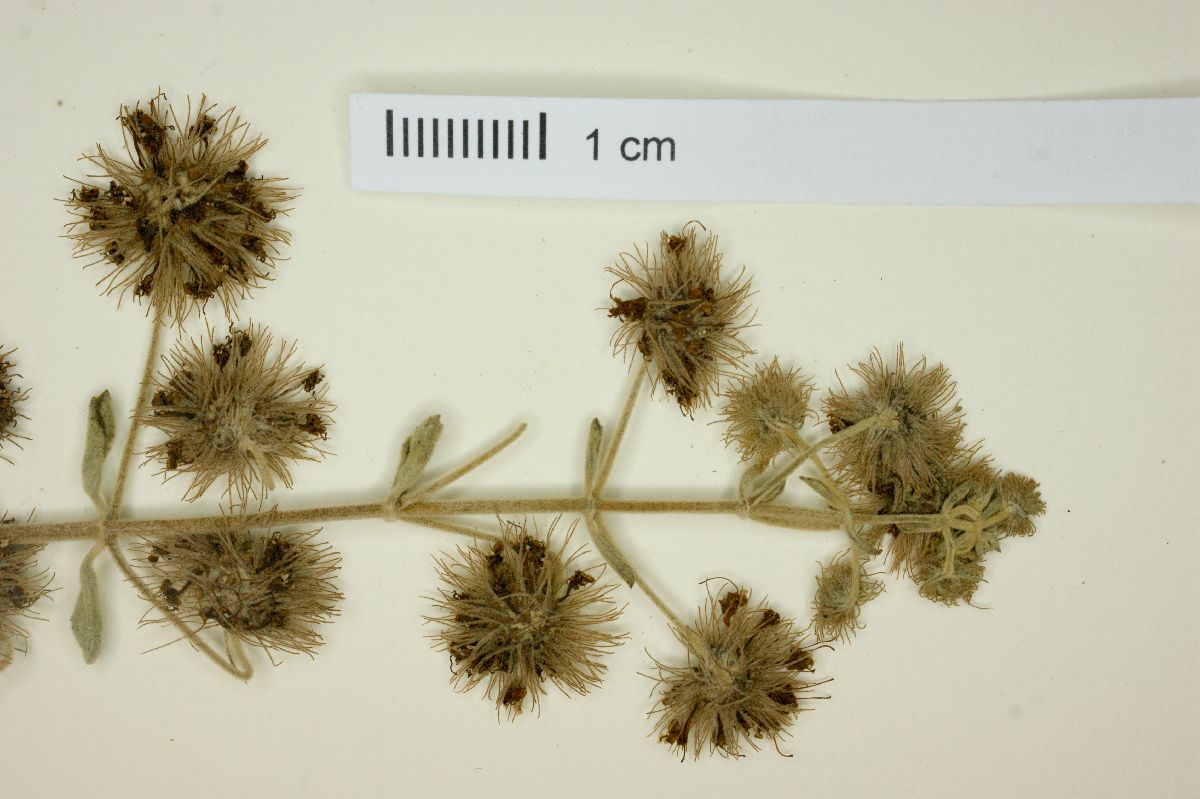 Hyptis multiflora image