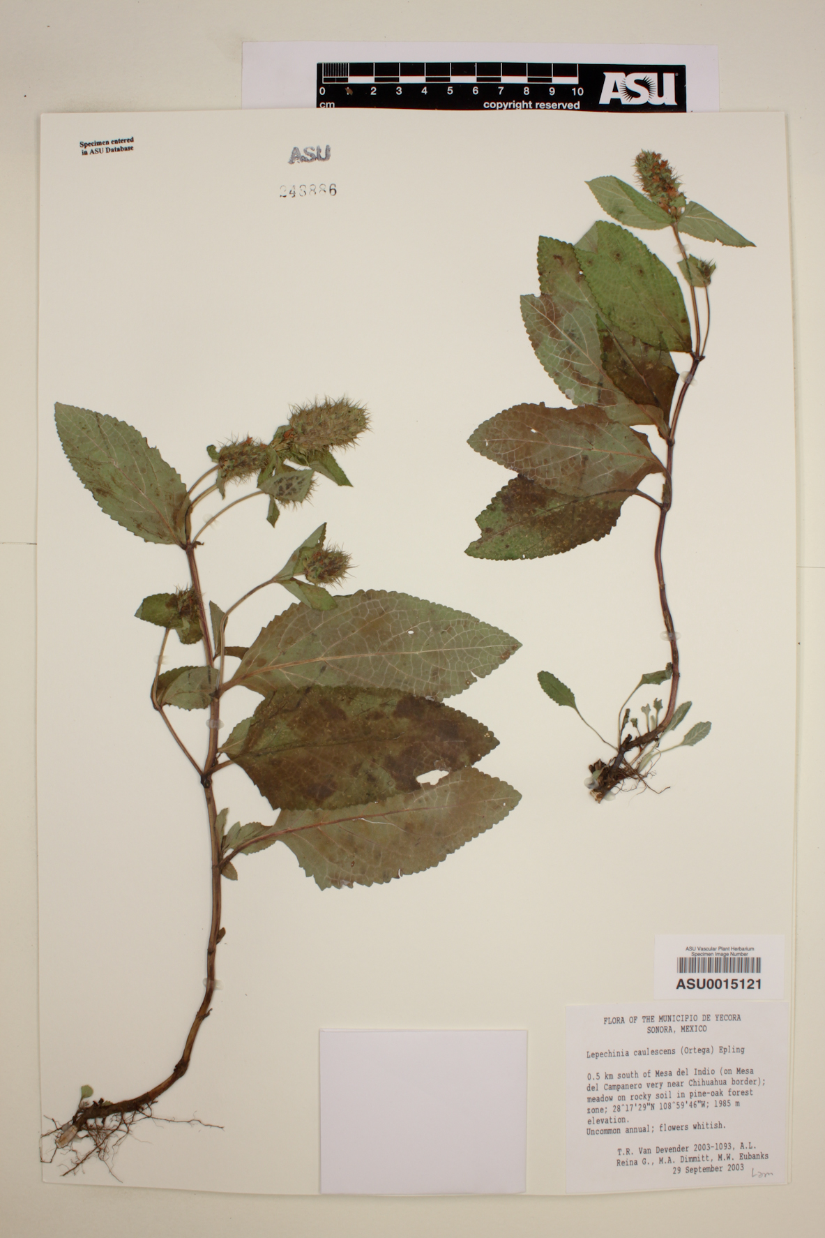 Lepechinia caulescens image