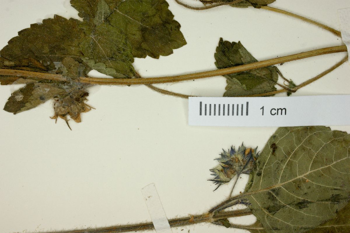 Marsypianthes chamaedrys image