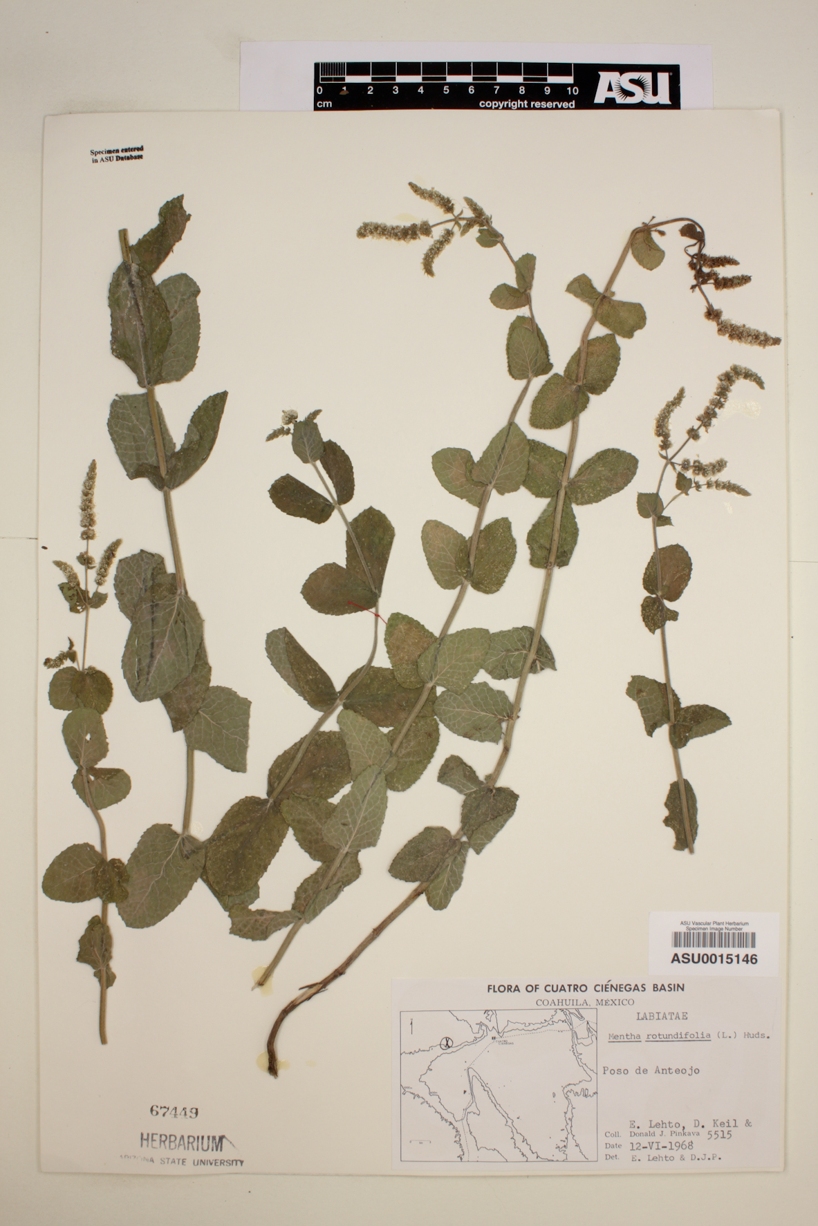 Mentha × rotundifolia image