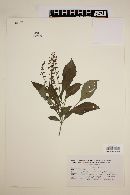 Ocimum micranthum image