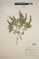 Ocimum micranthum image