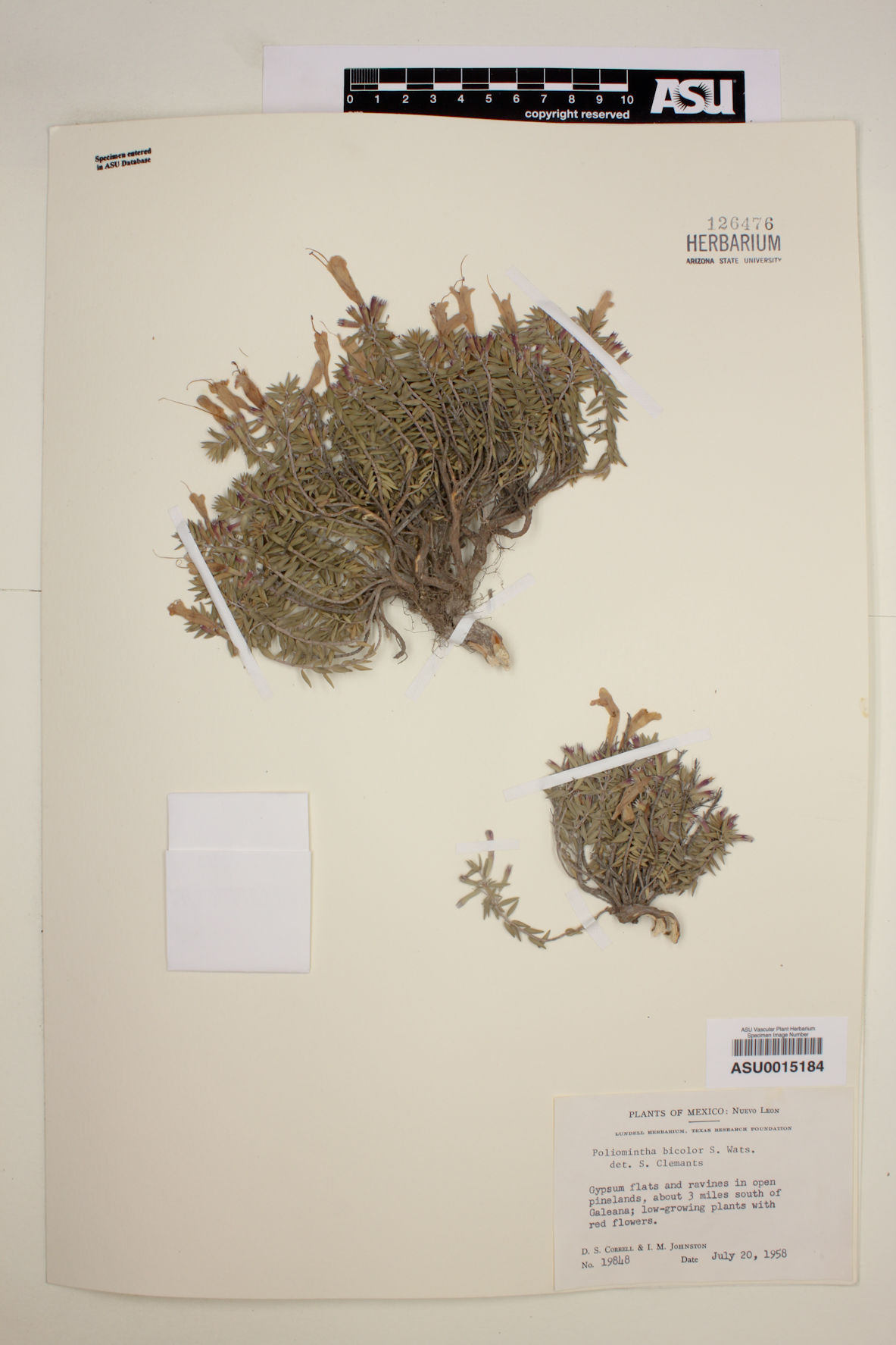 Hedeoma ciliolata image