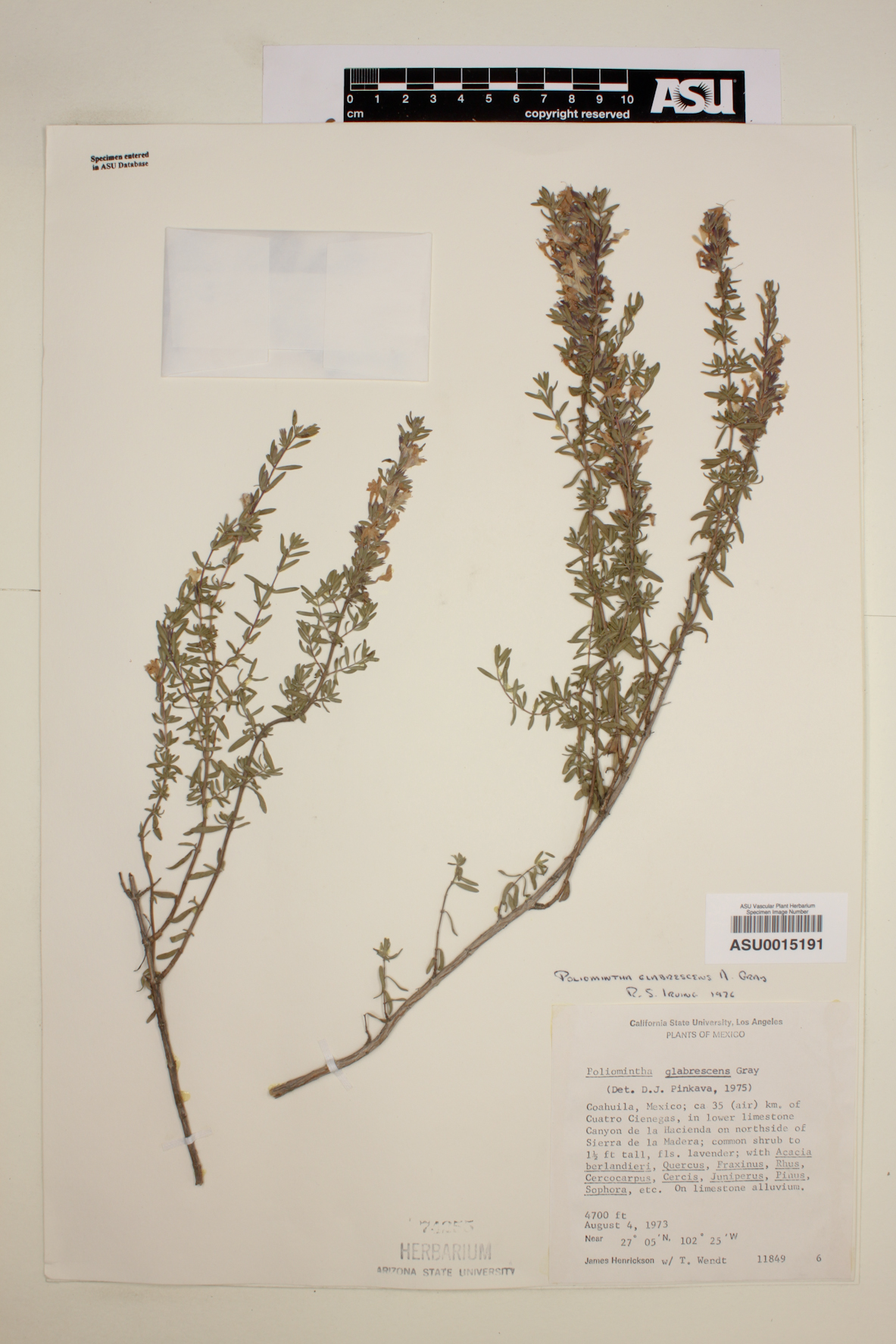 Poliomintha glabrescens image