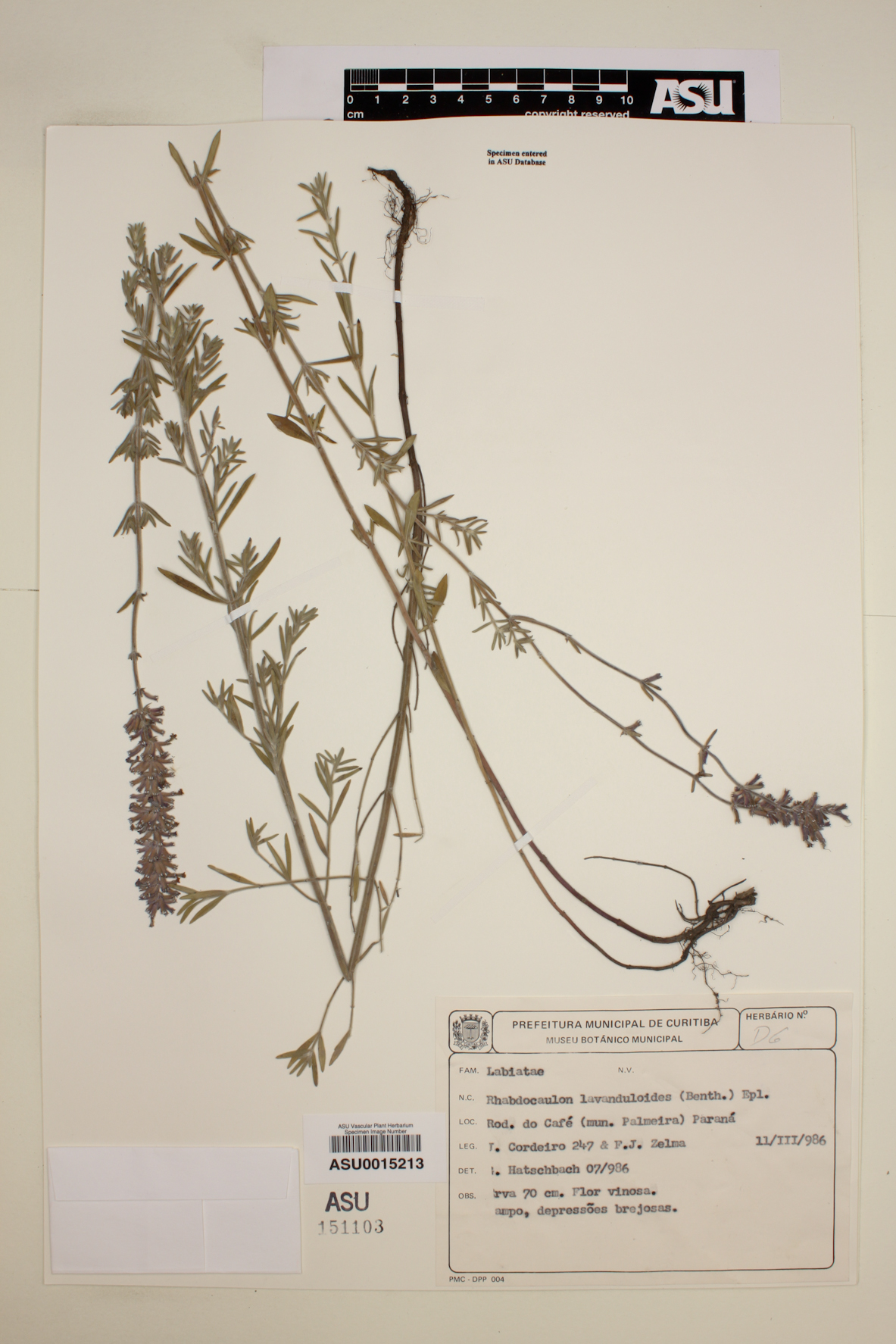 Rhabdocaulon image