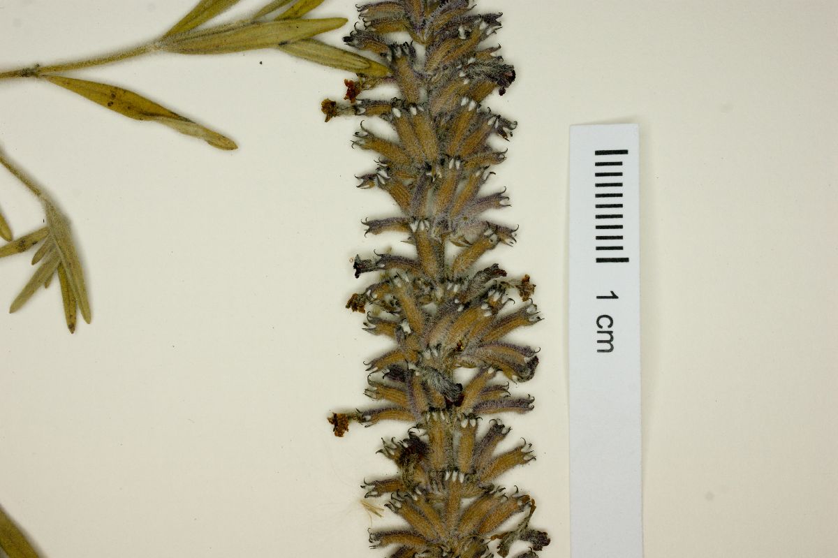 Rhabdocaulon lavanduloides image