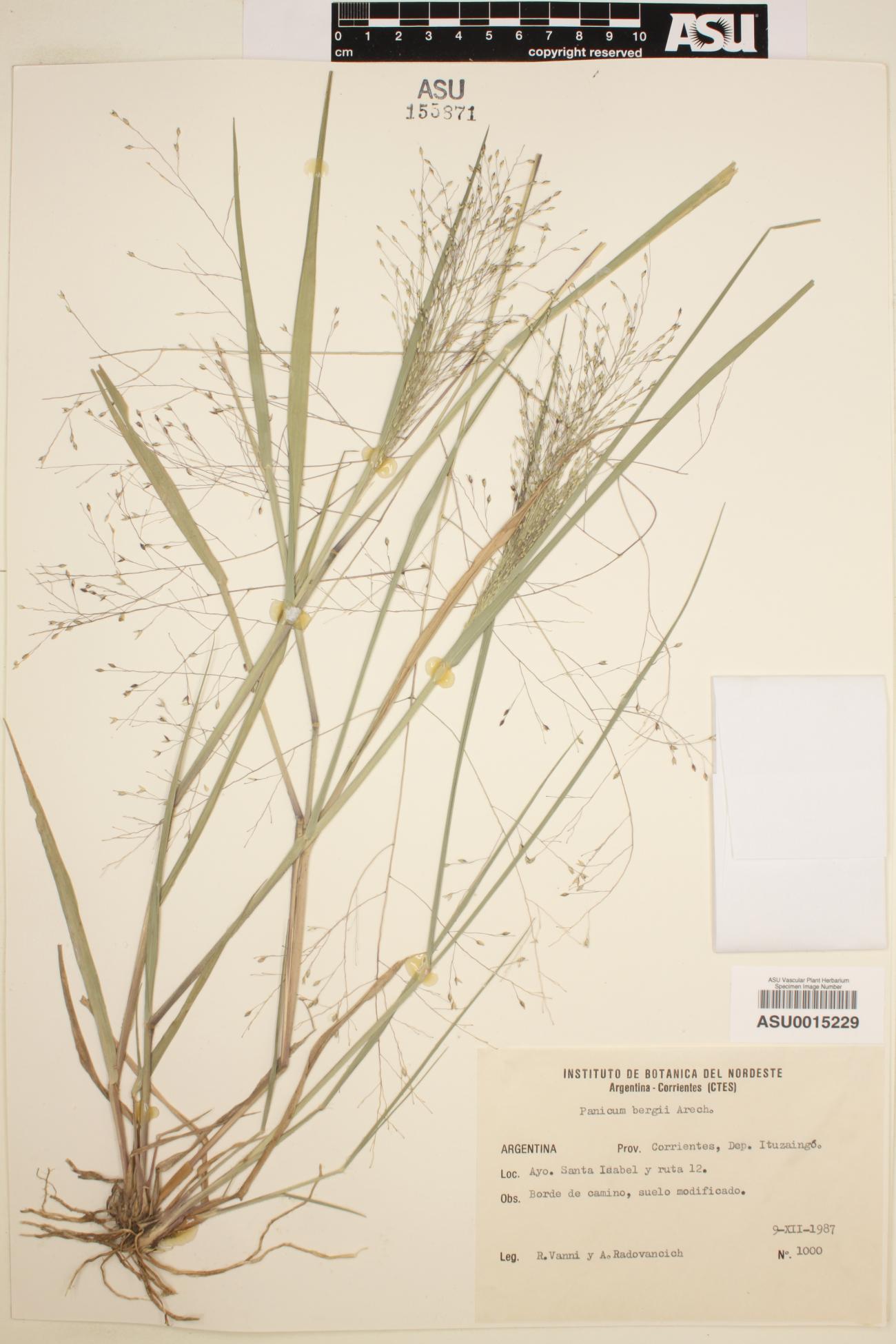 Panicum bergii image