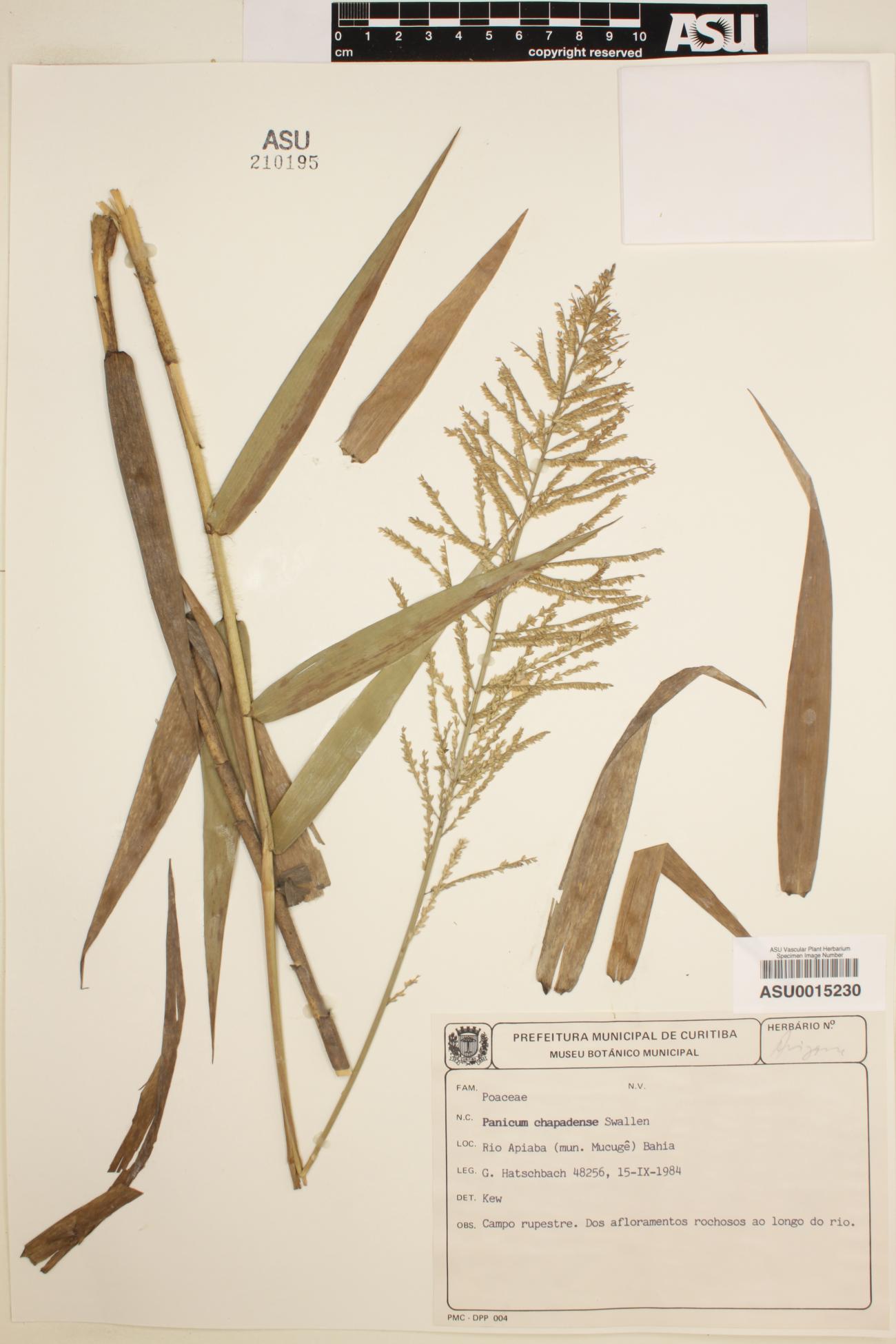 Panicum chapadense image