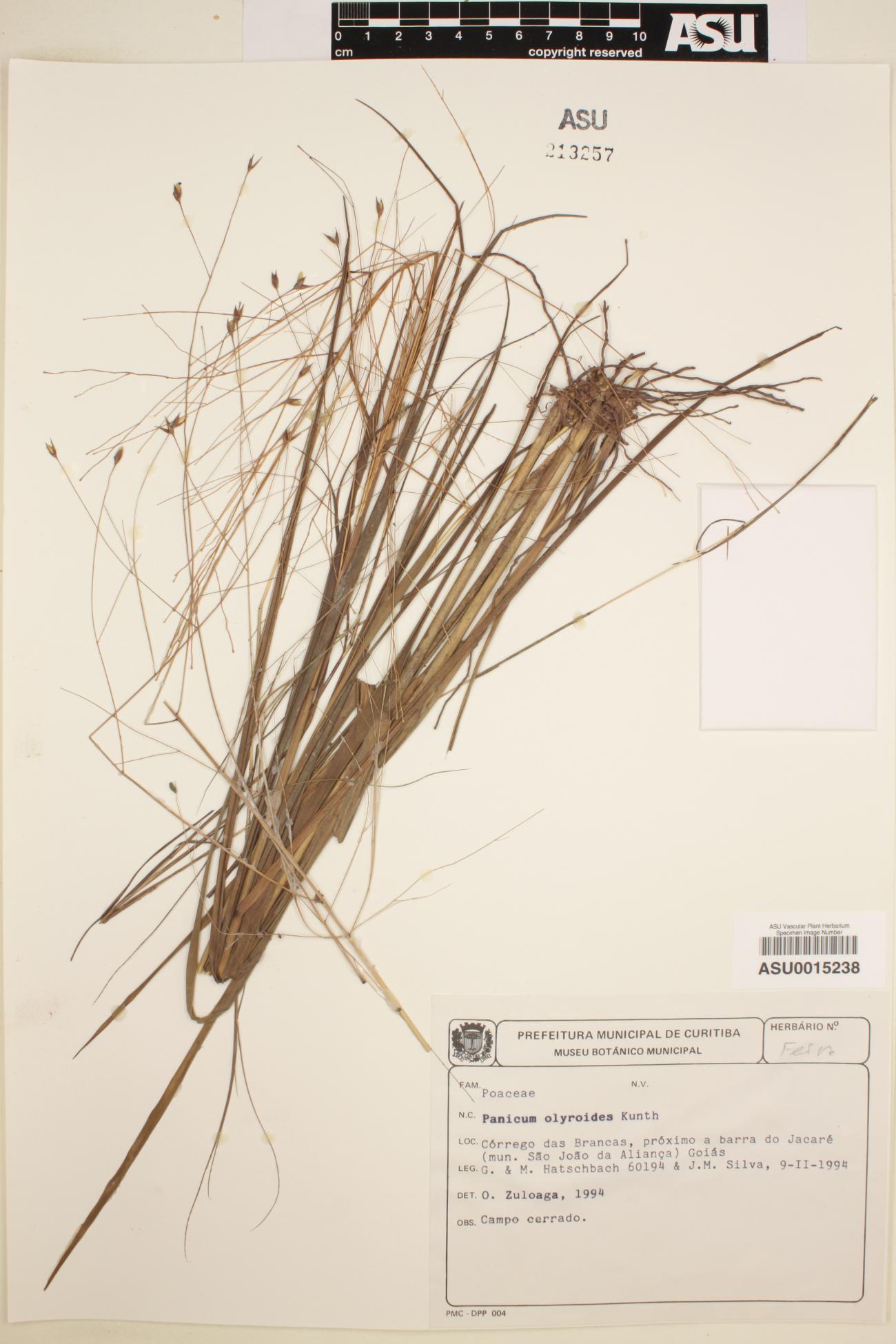 Panicum olyroides image