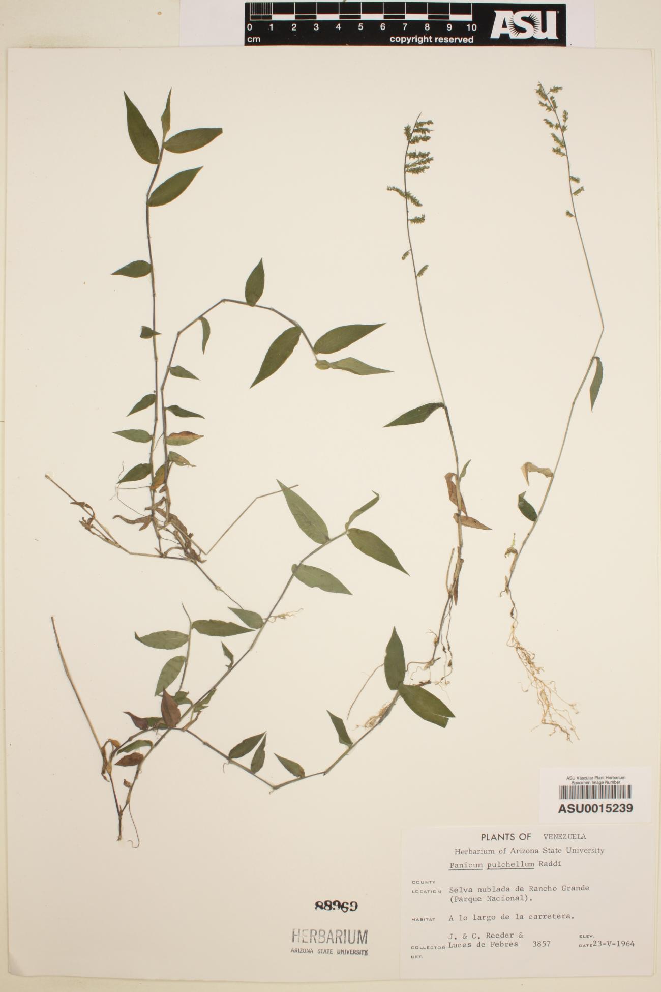 Panicum pulchellum image