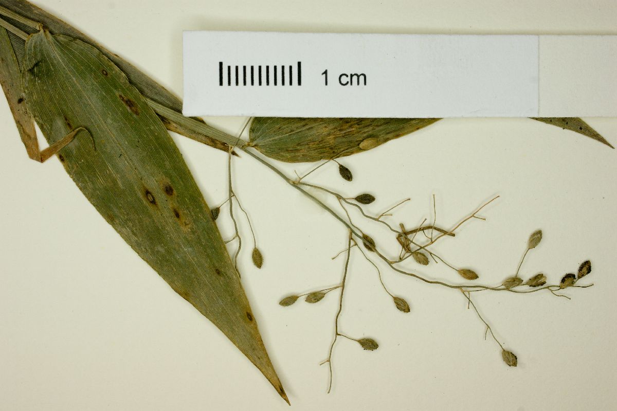 Panicum rhizogonum image