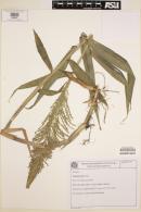 Ocellochloa rudis image