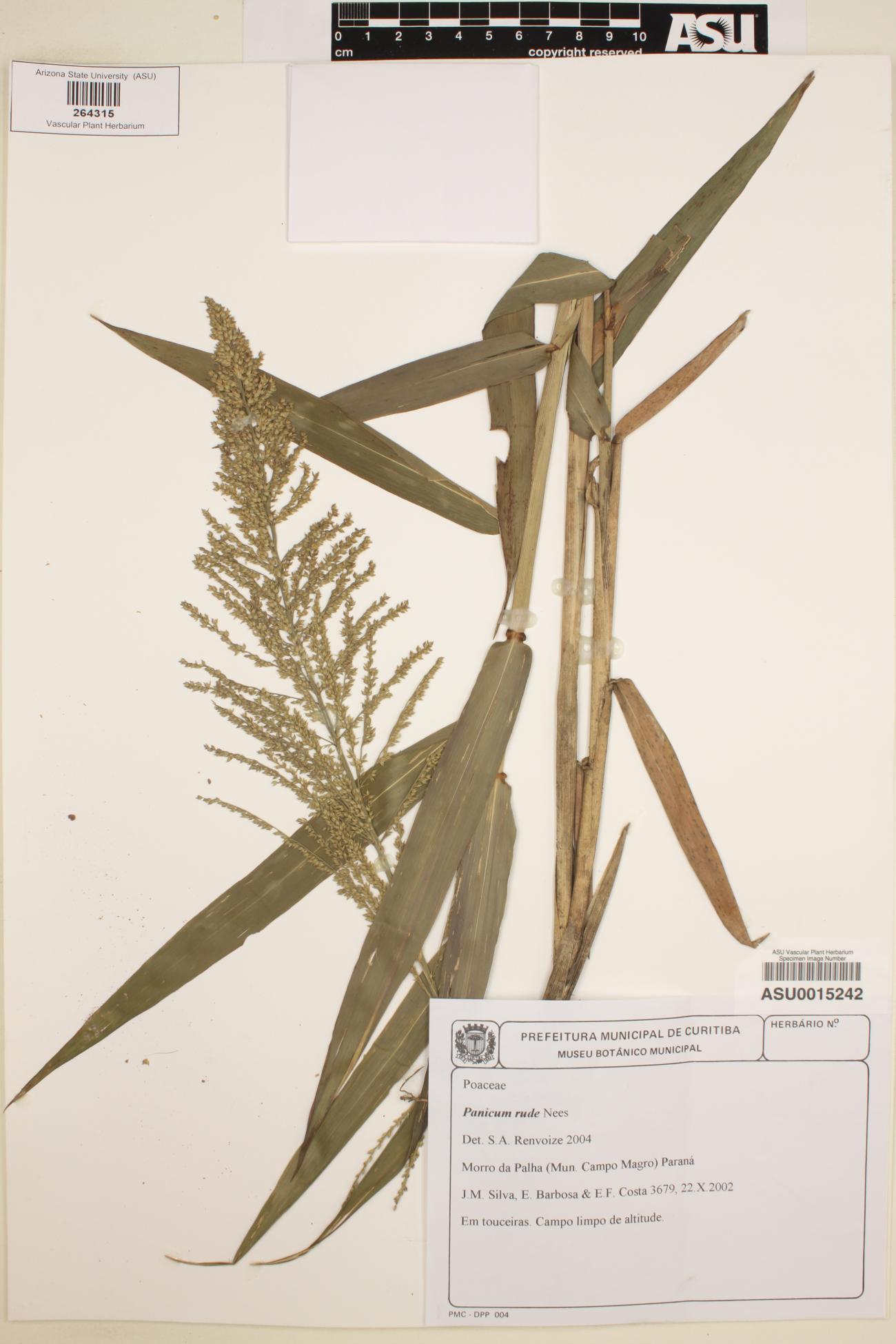 Ocellochloa rudis image