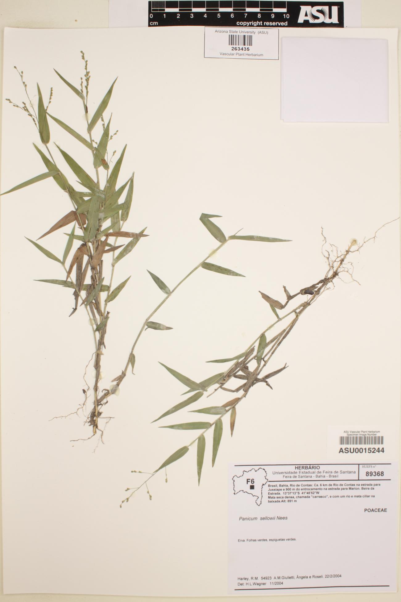 Panicum sellowii image