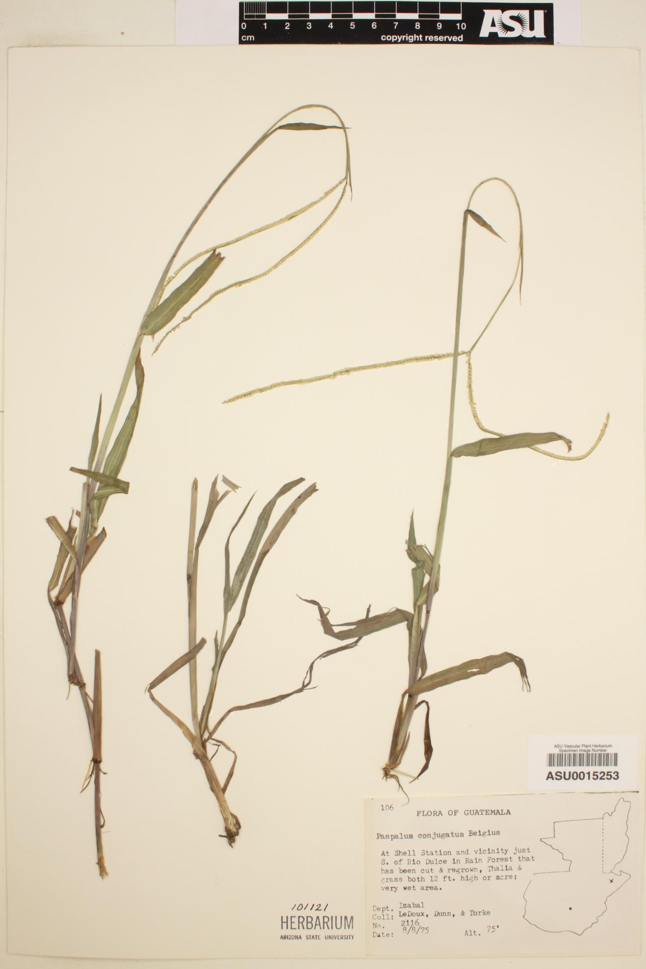 Paspalum conjugatum image