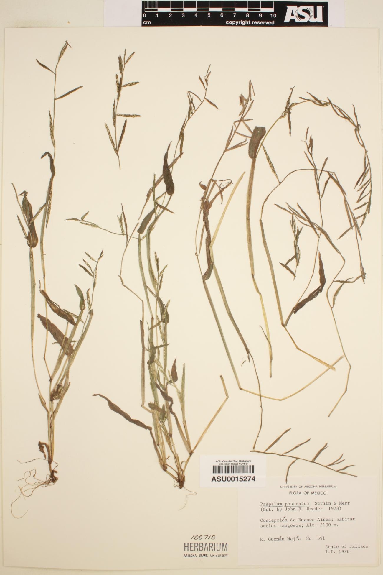 Paspalum prostratum image