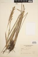 Paspalum durifolium image