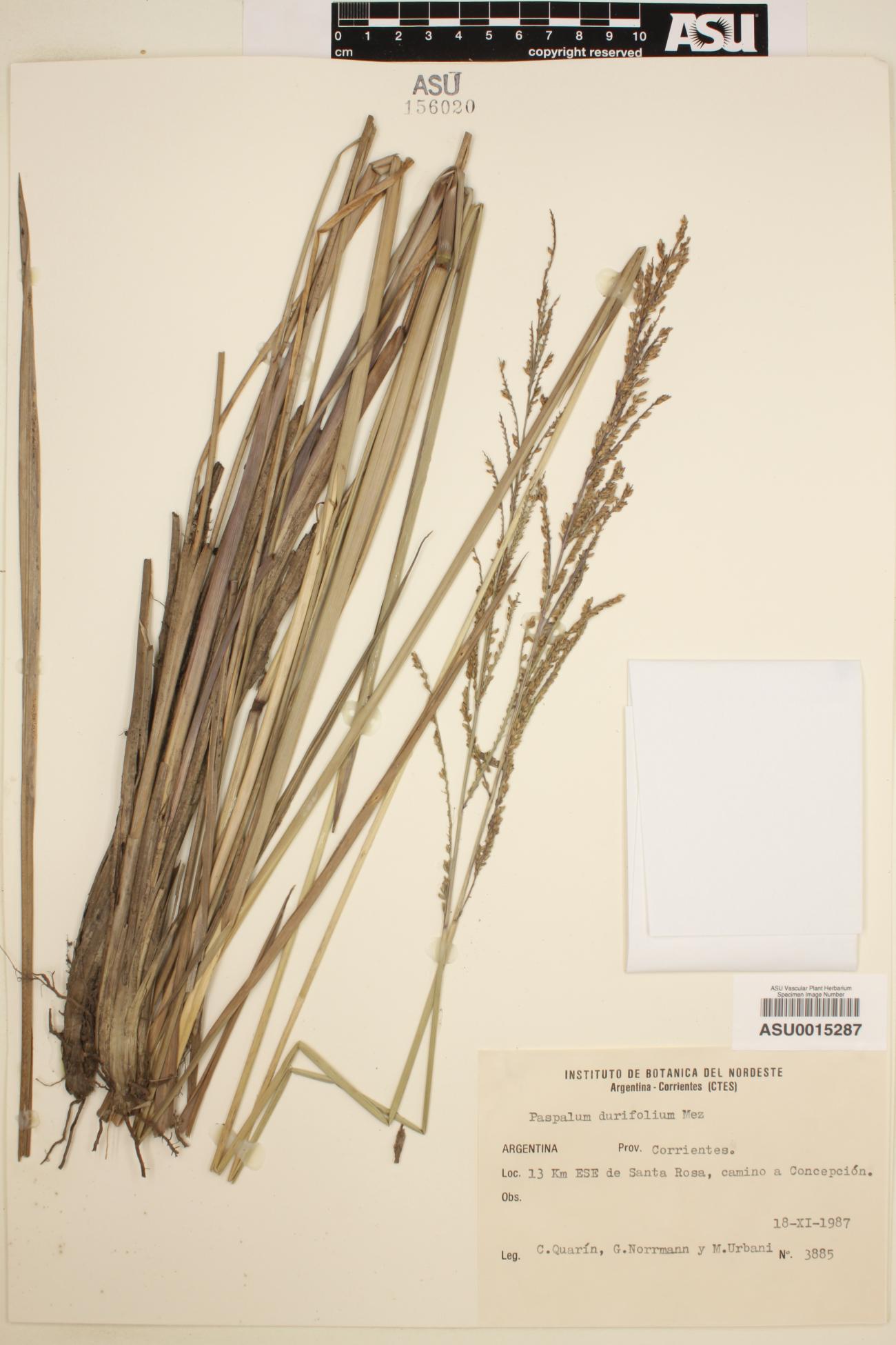 Paspalum durifolium image