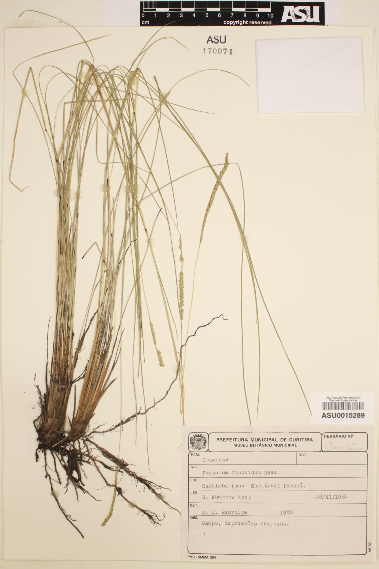 Poaceae image