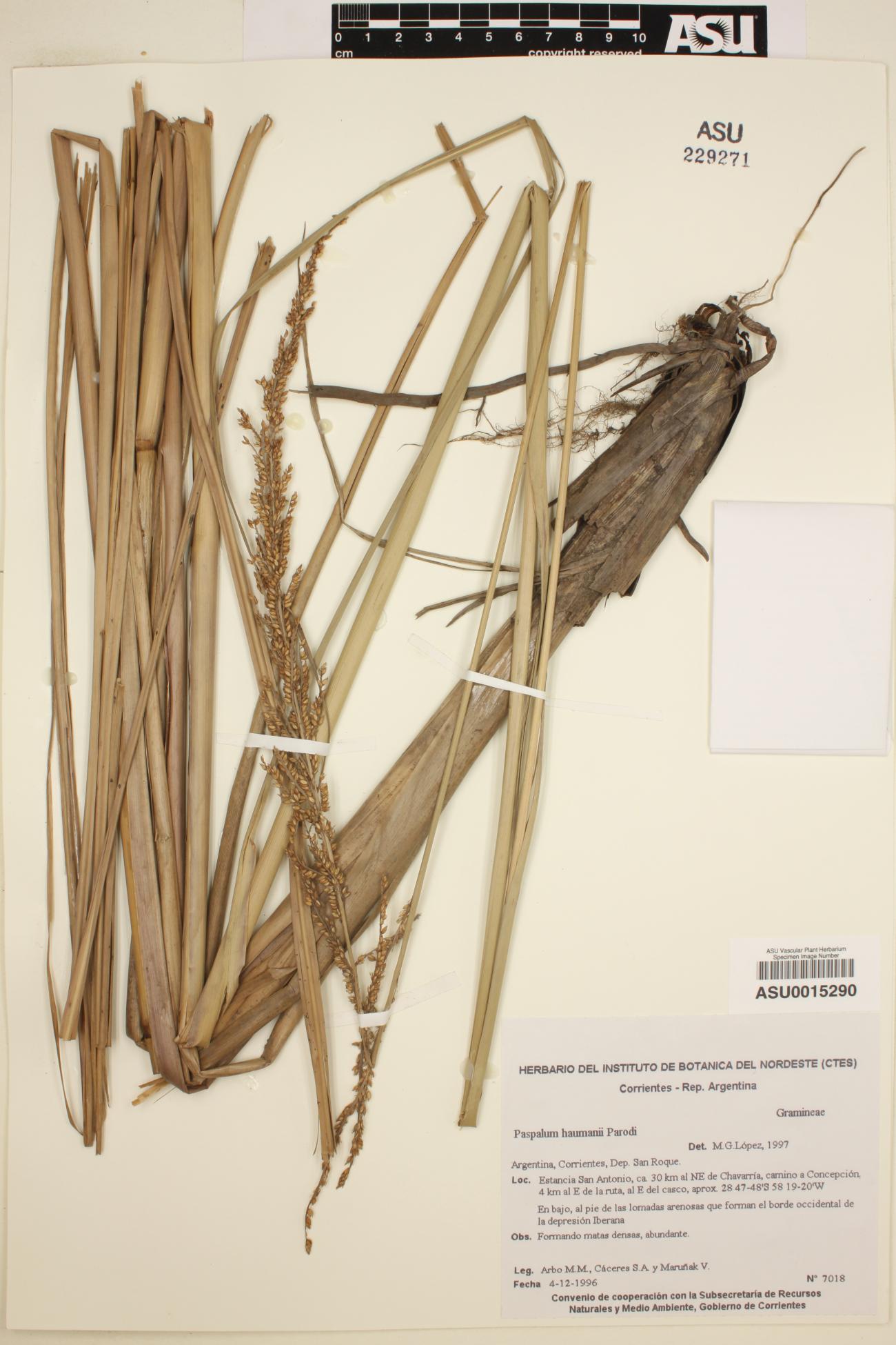 Paspalum haumanii image