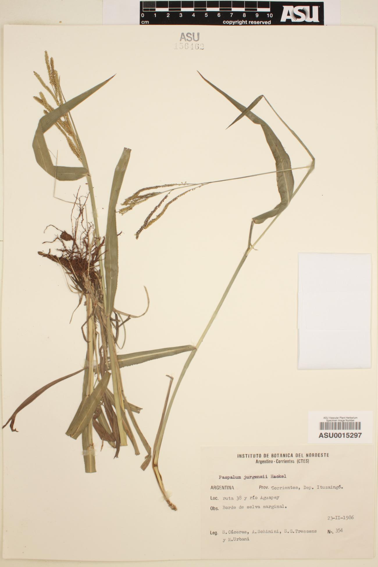 Paspalum image
