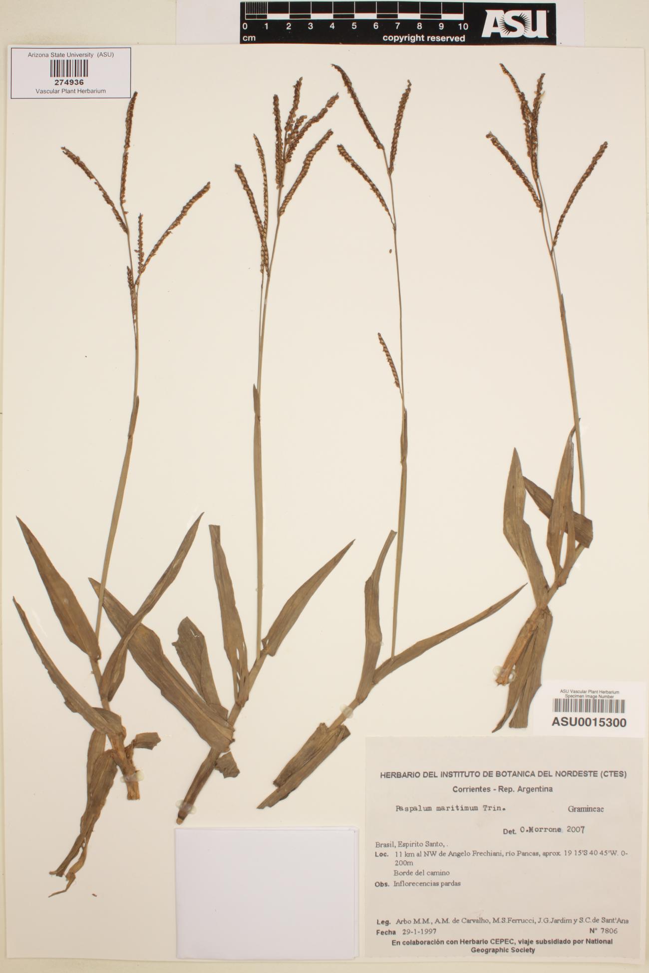 Paspalum maritimum image