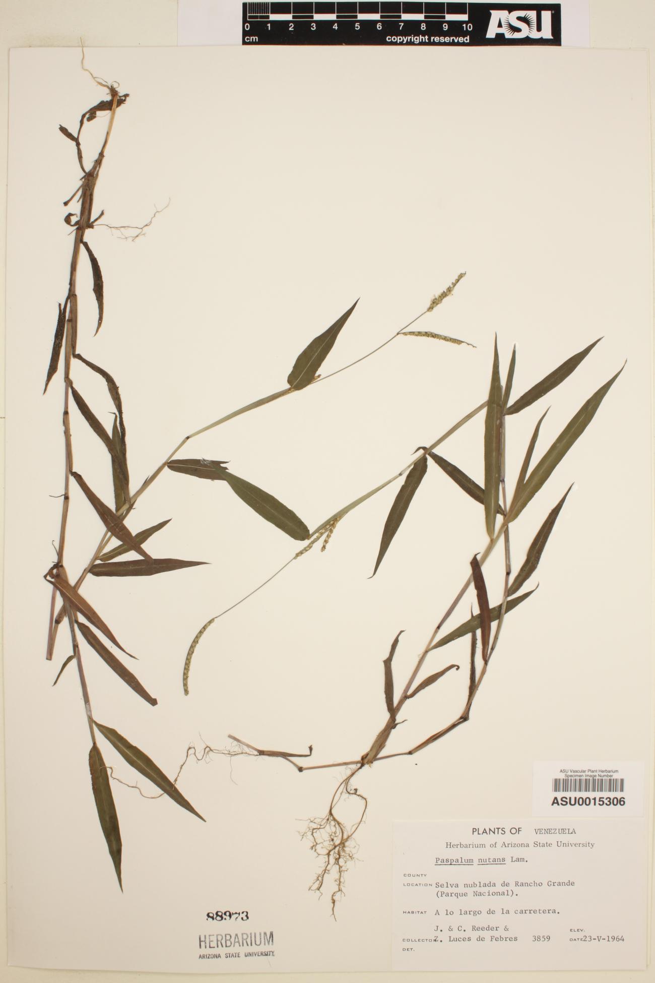 Paspalum nutans image