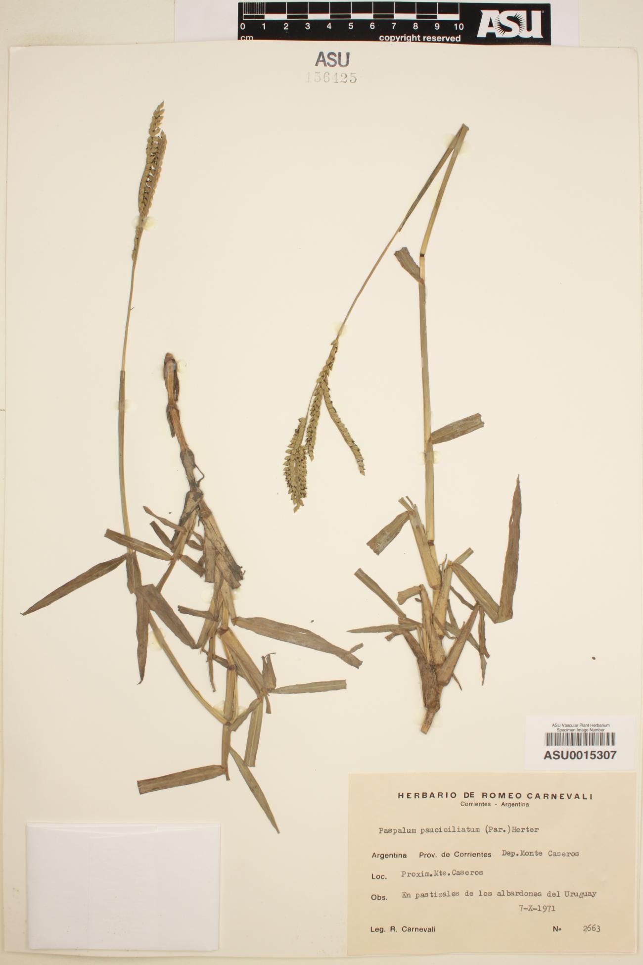Paspalum pauciciliatum image