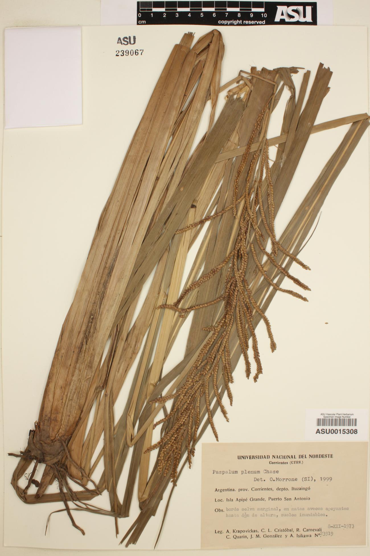 Paspalum plenum image