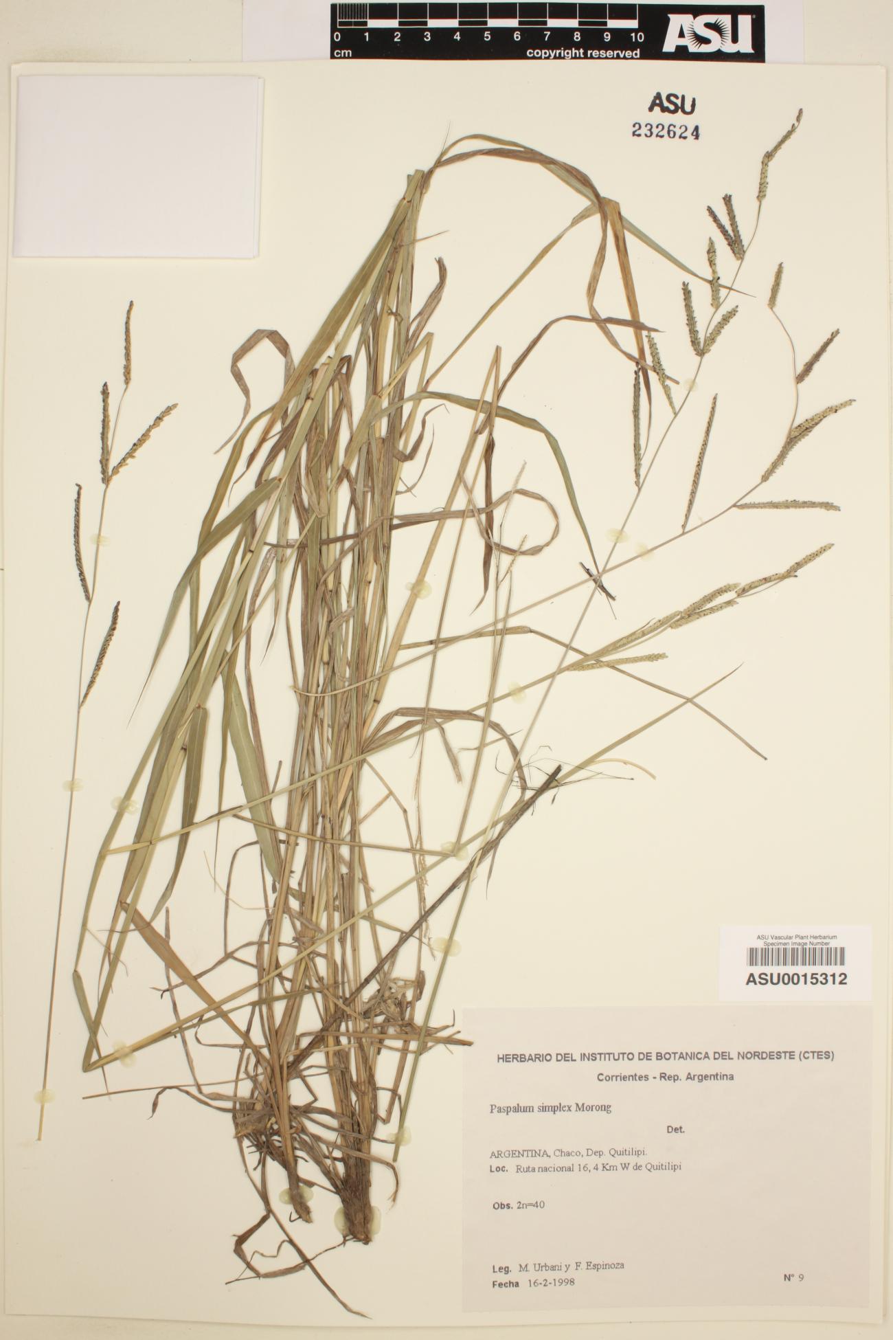 Paspalum simplex image