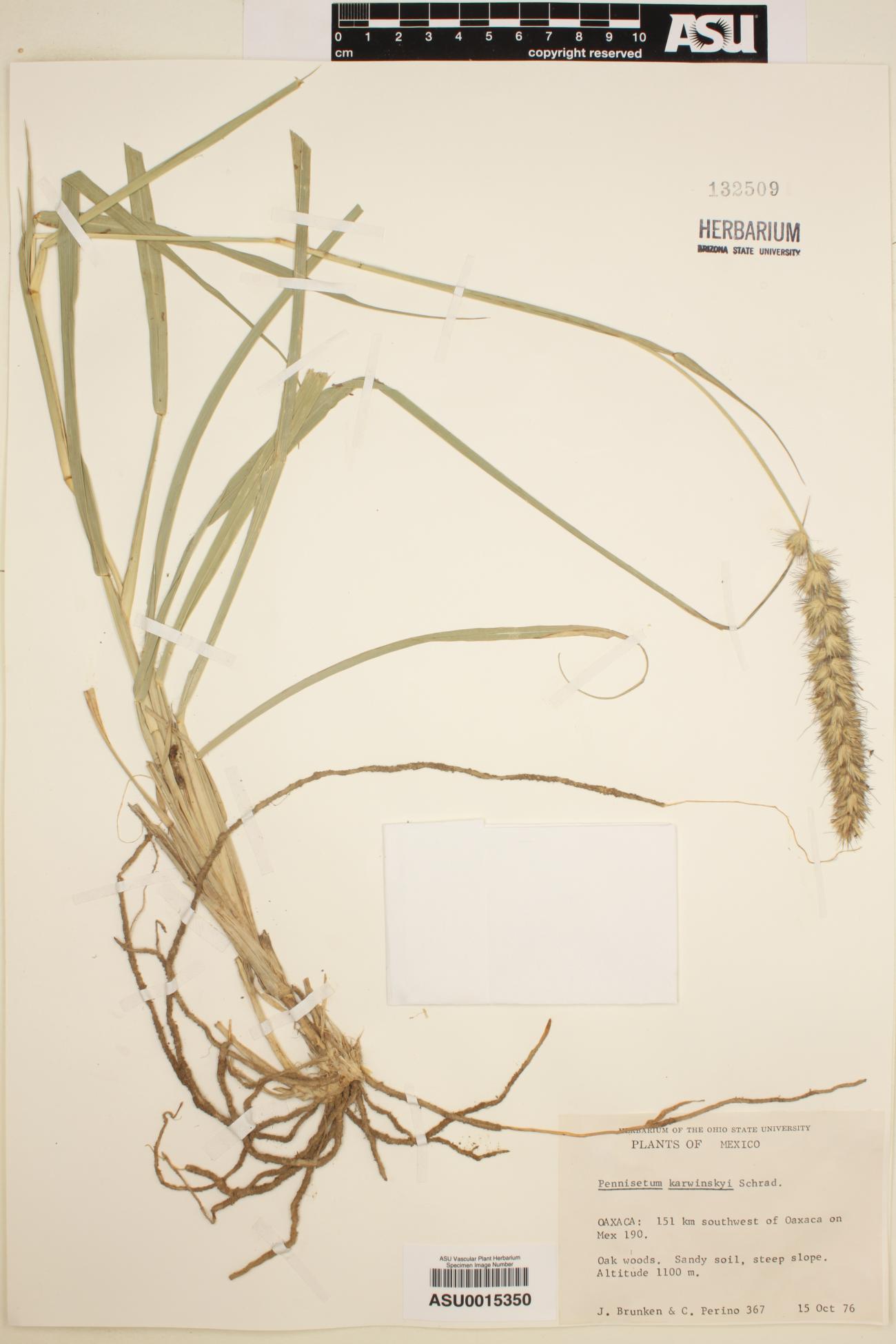 Pennisetum karwinskyi image