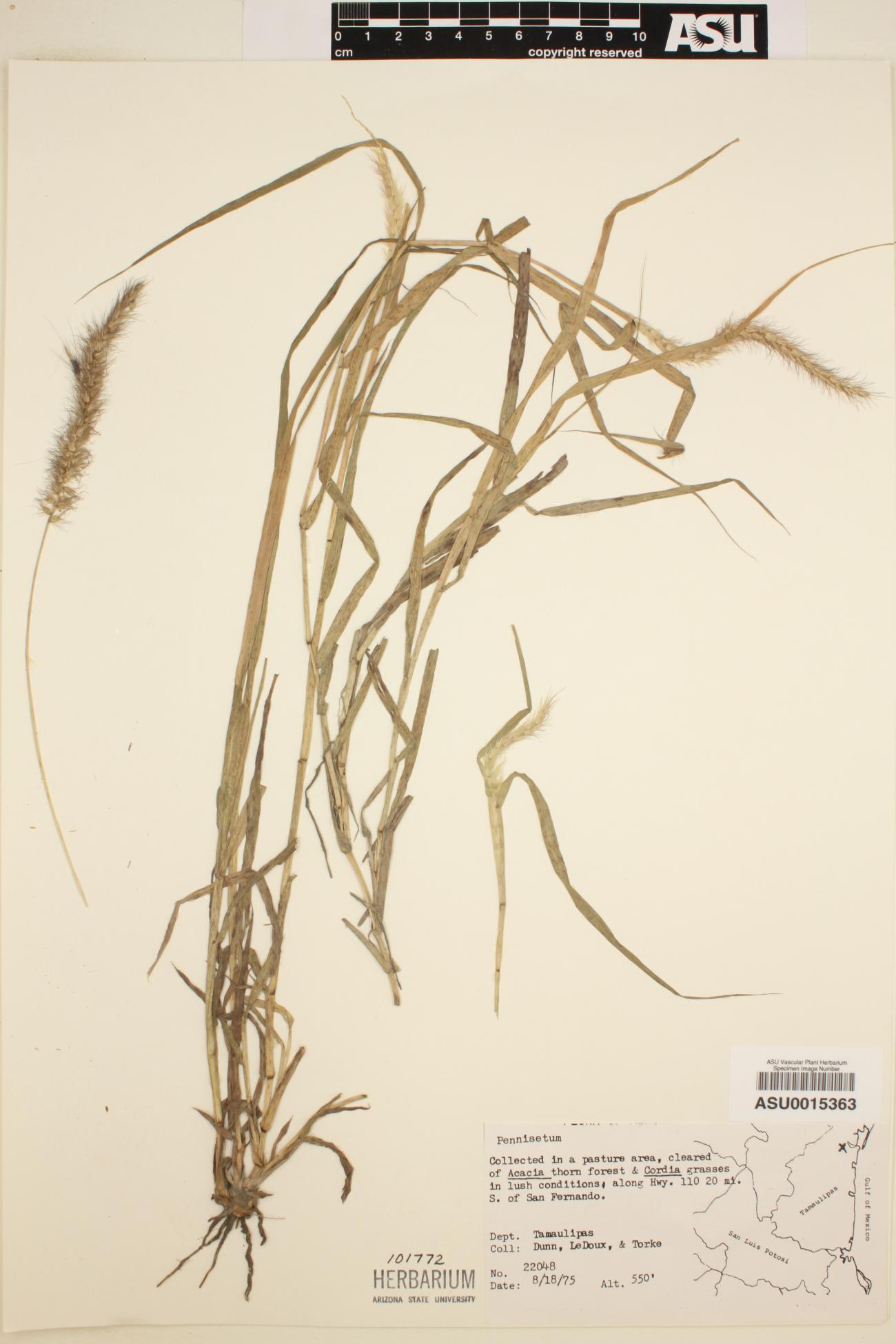 Poaceae image