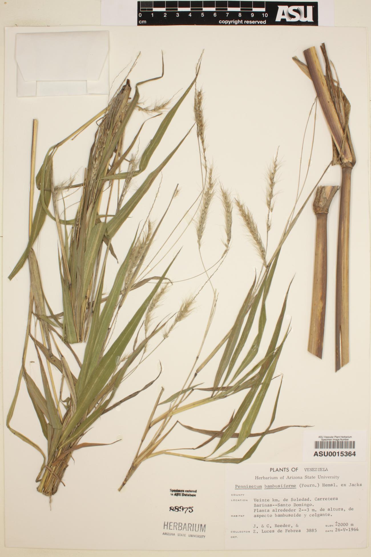 Pennisetum bambusiforme image