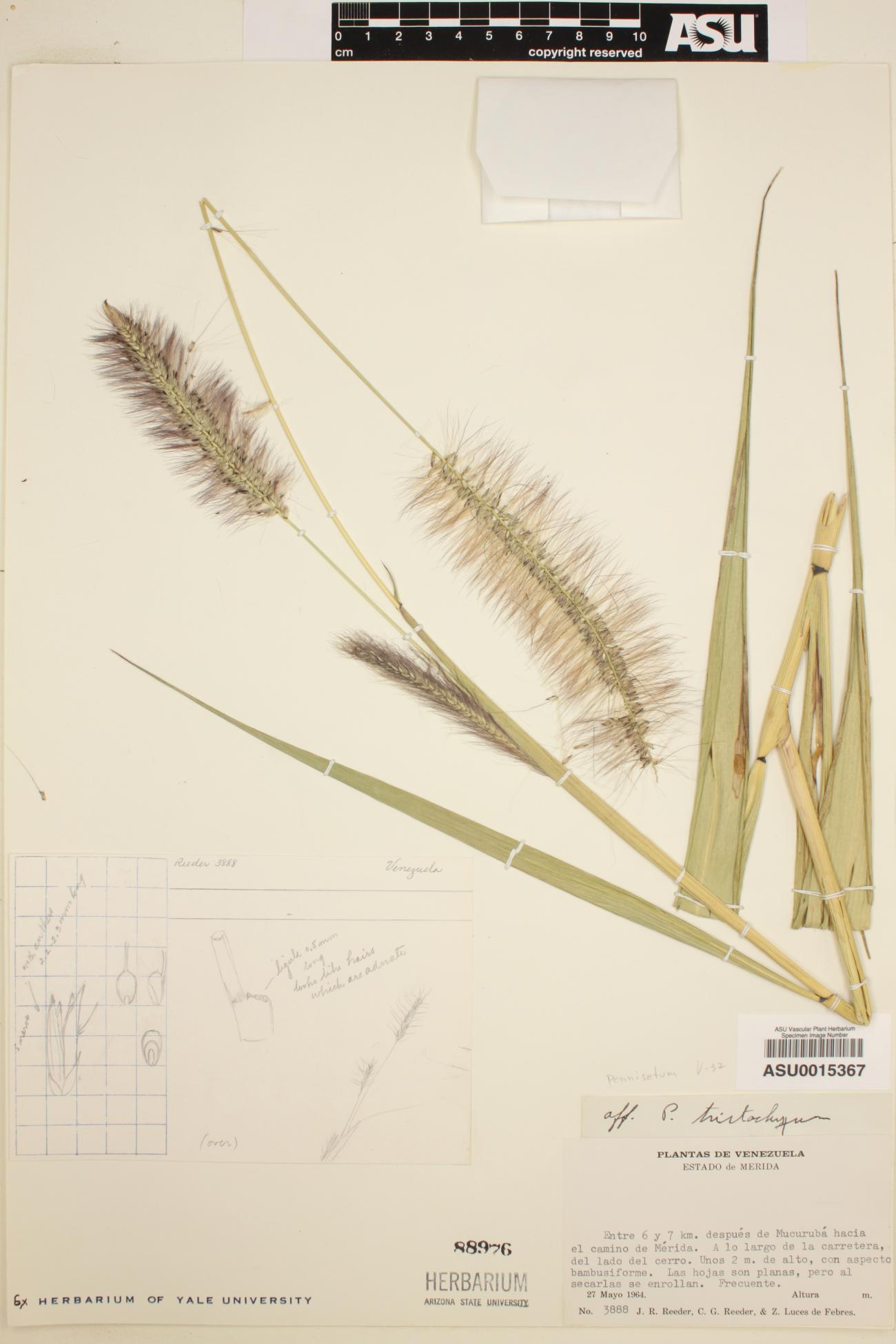 Pennisetum tristachyon image