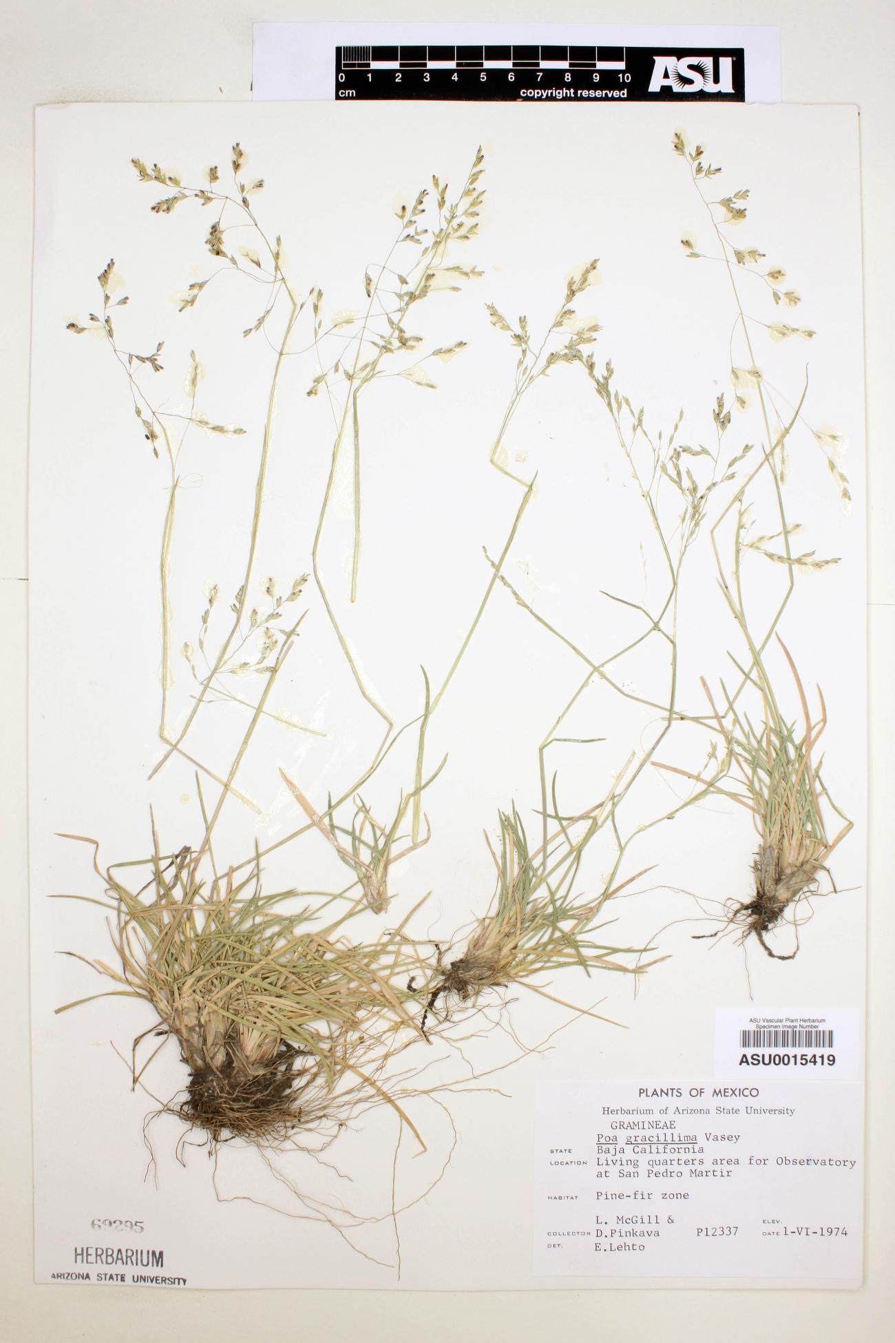 Poa secunda var. gracillima image