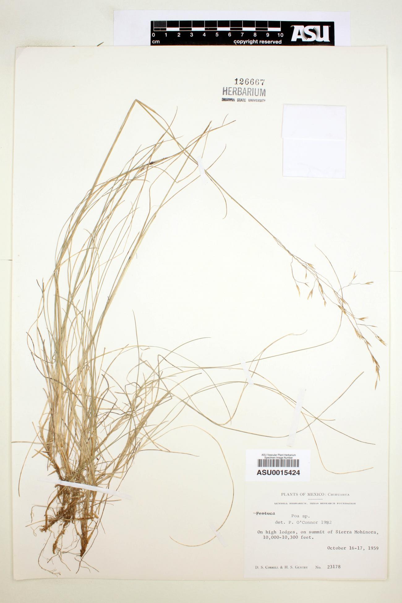 Poa image