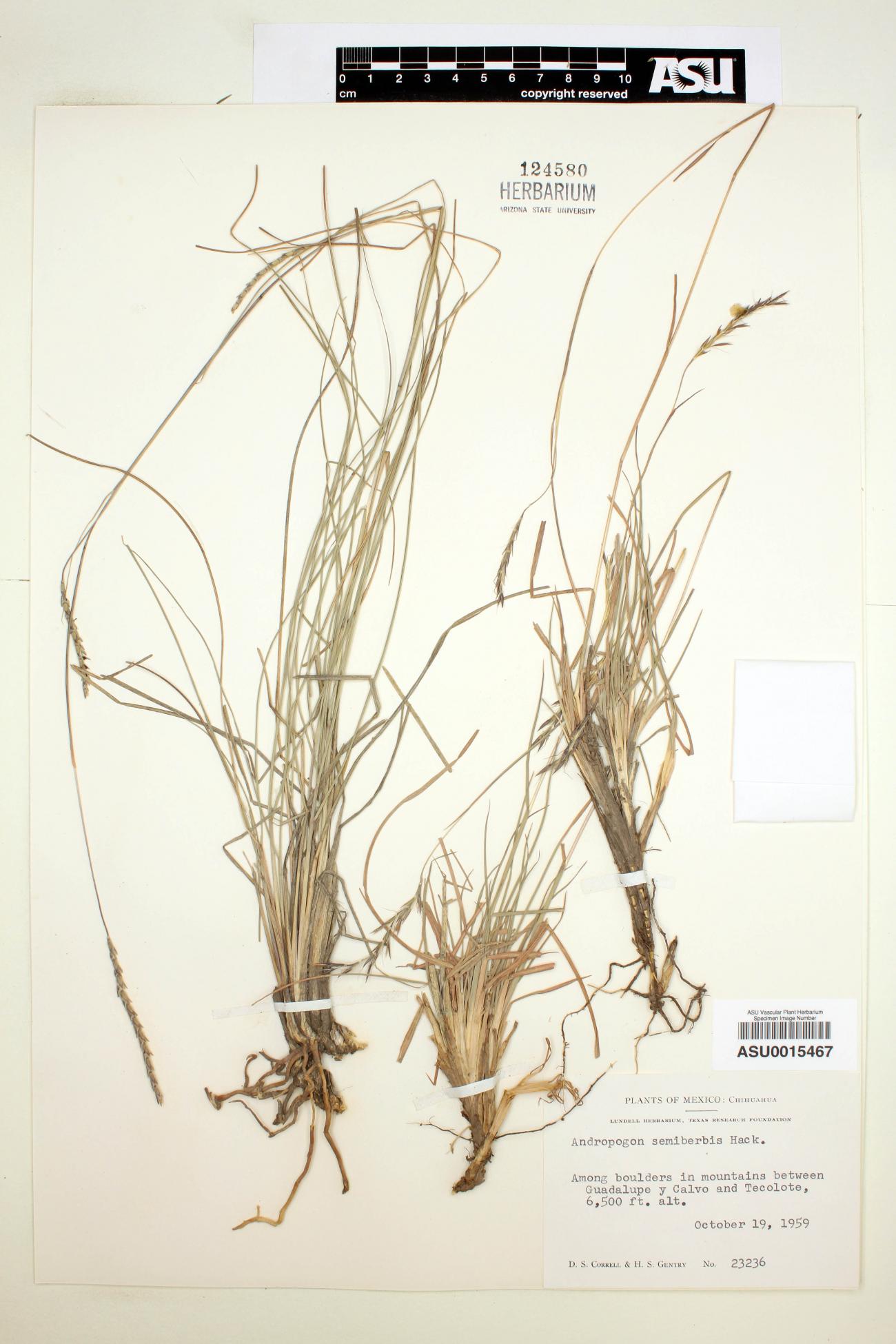 Andropogon semiberbis image