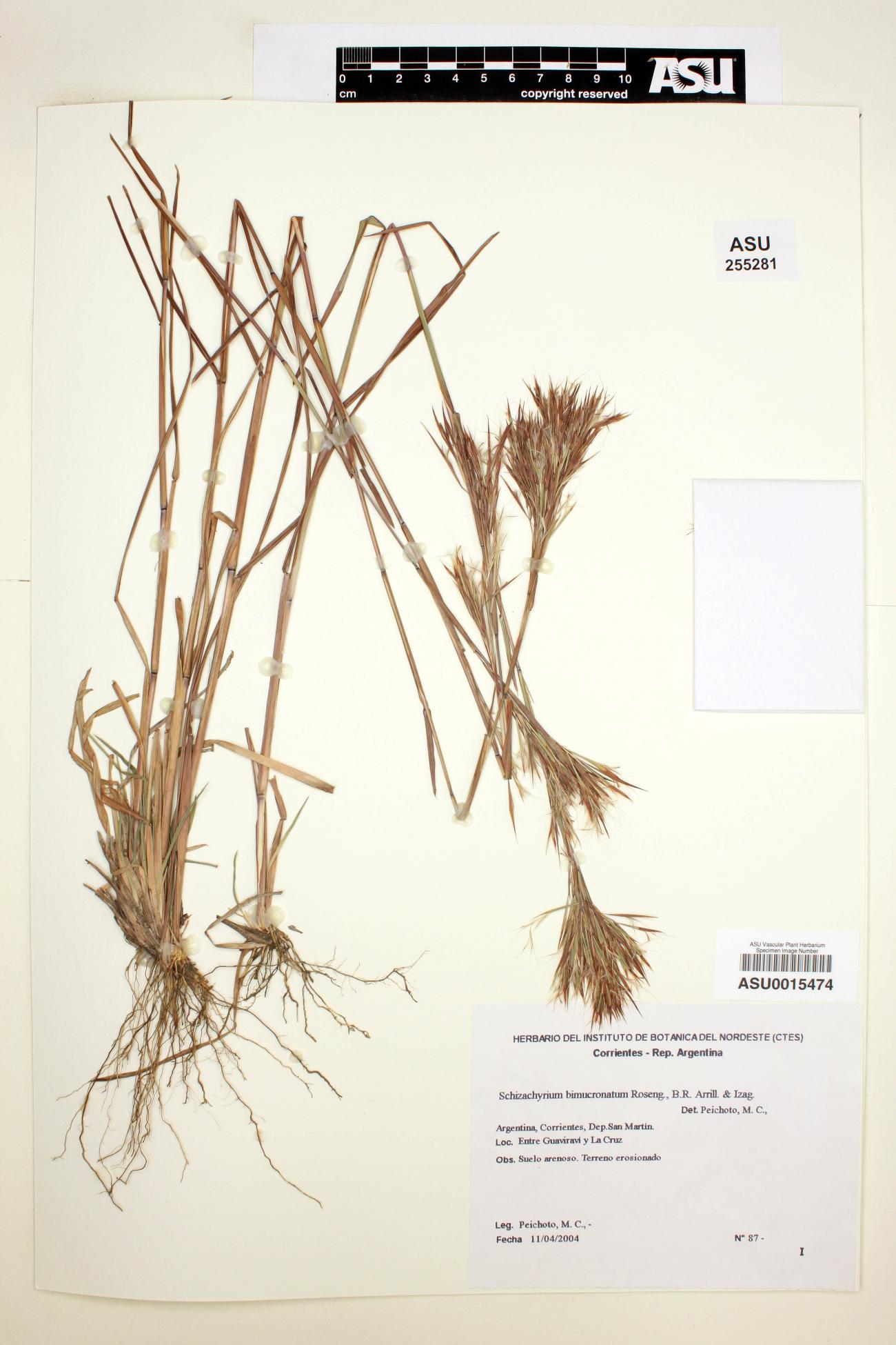 Schizachyrium bimucronatum image
