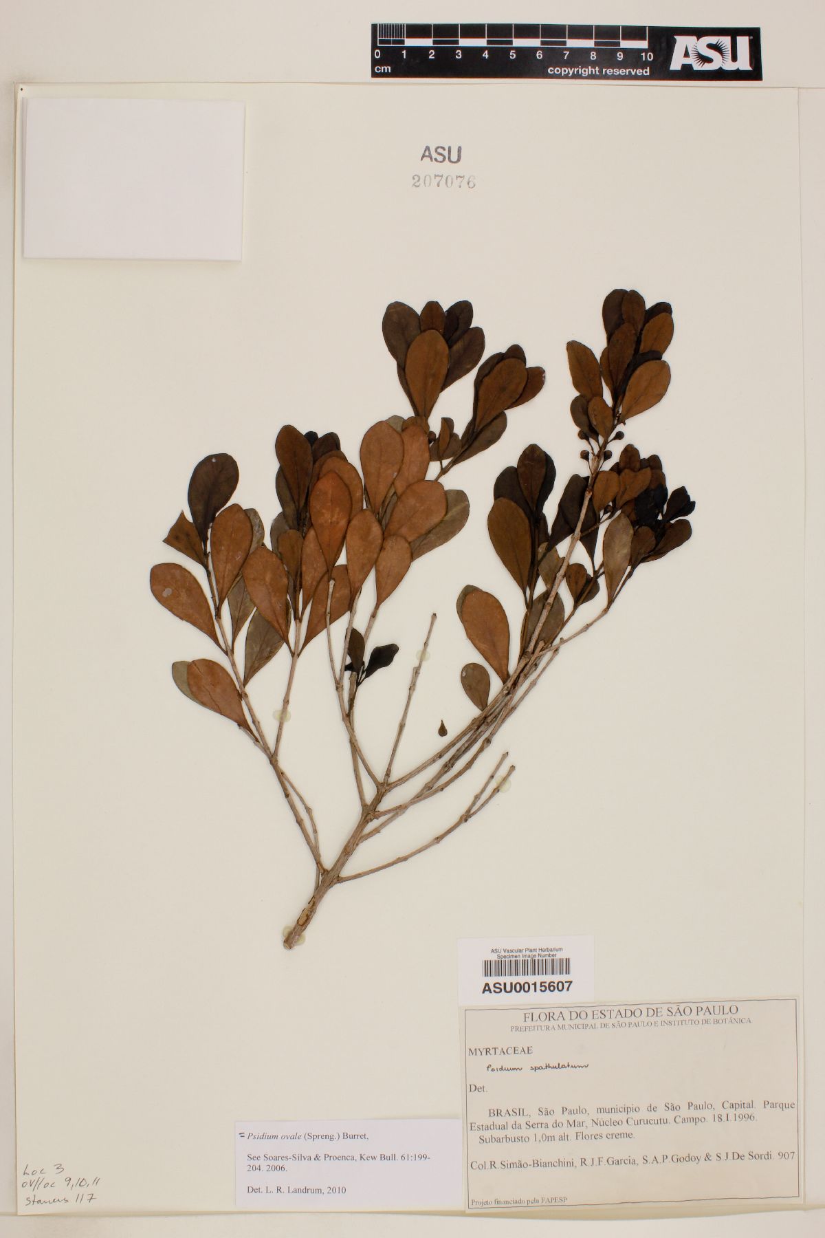 Psidium ovale image