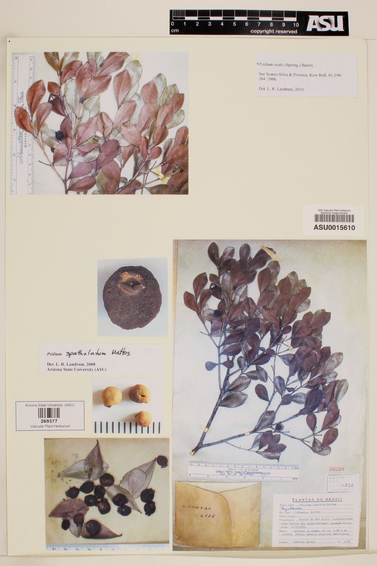 Psidium ovale image