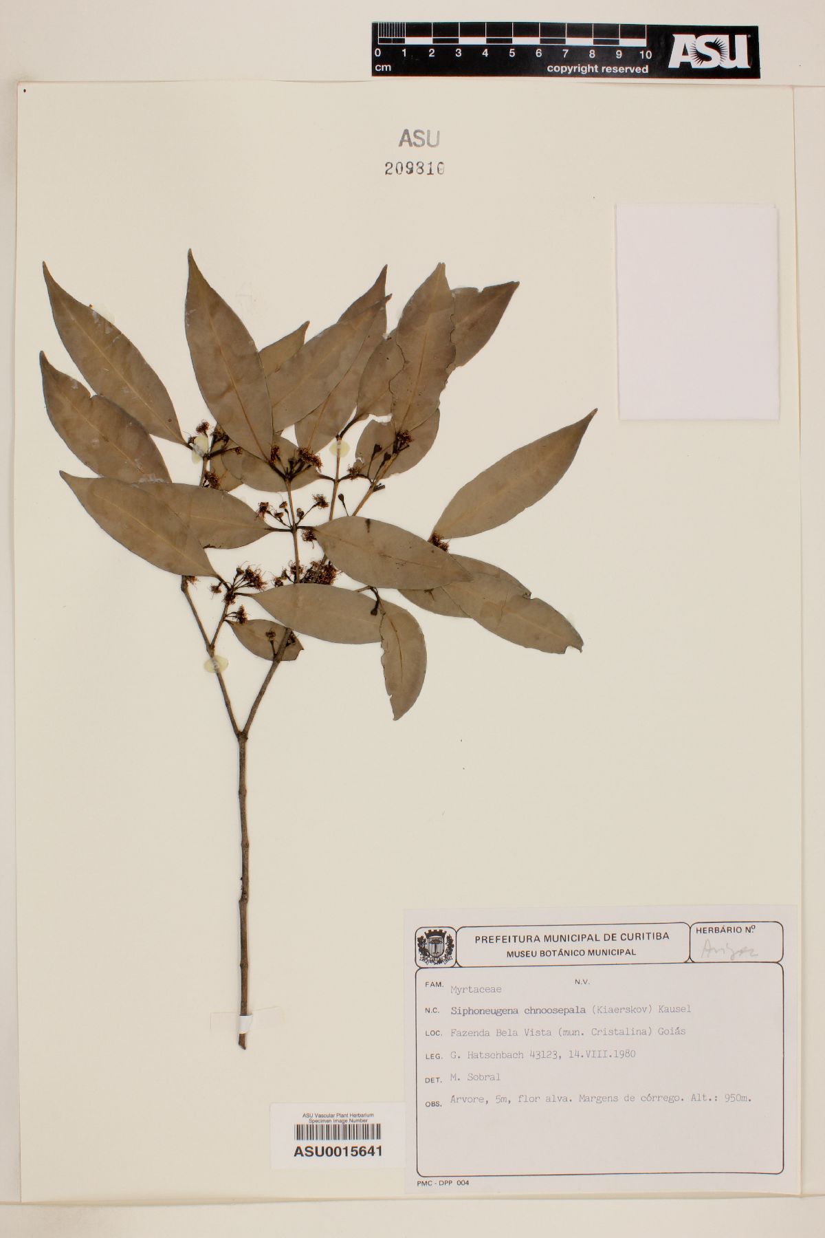 Siphoneugena densiflora image
