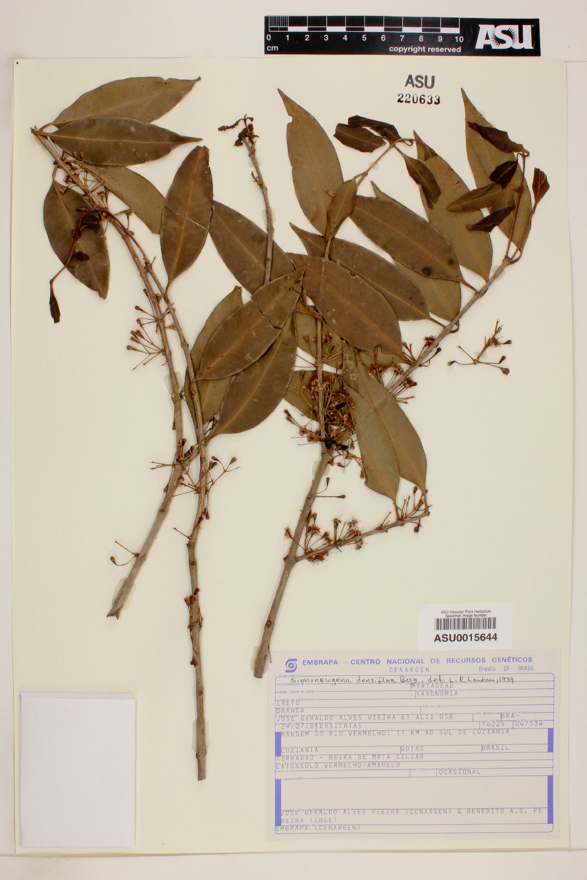 Siphoneugena densiflora image
