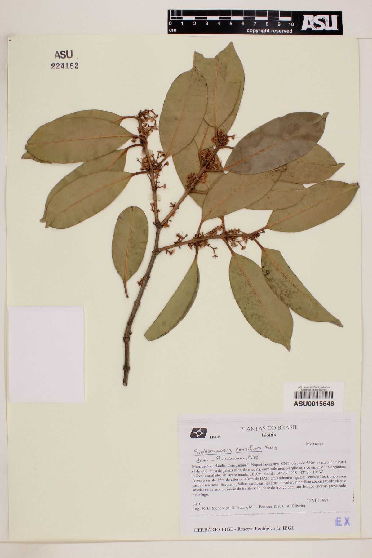 Siphoneugena densiflora image