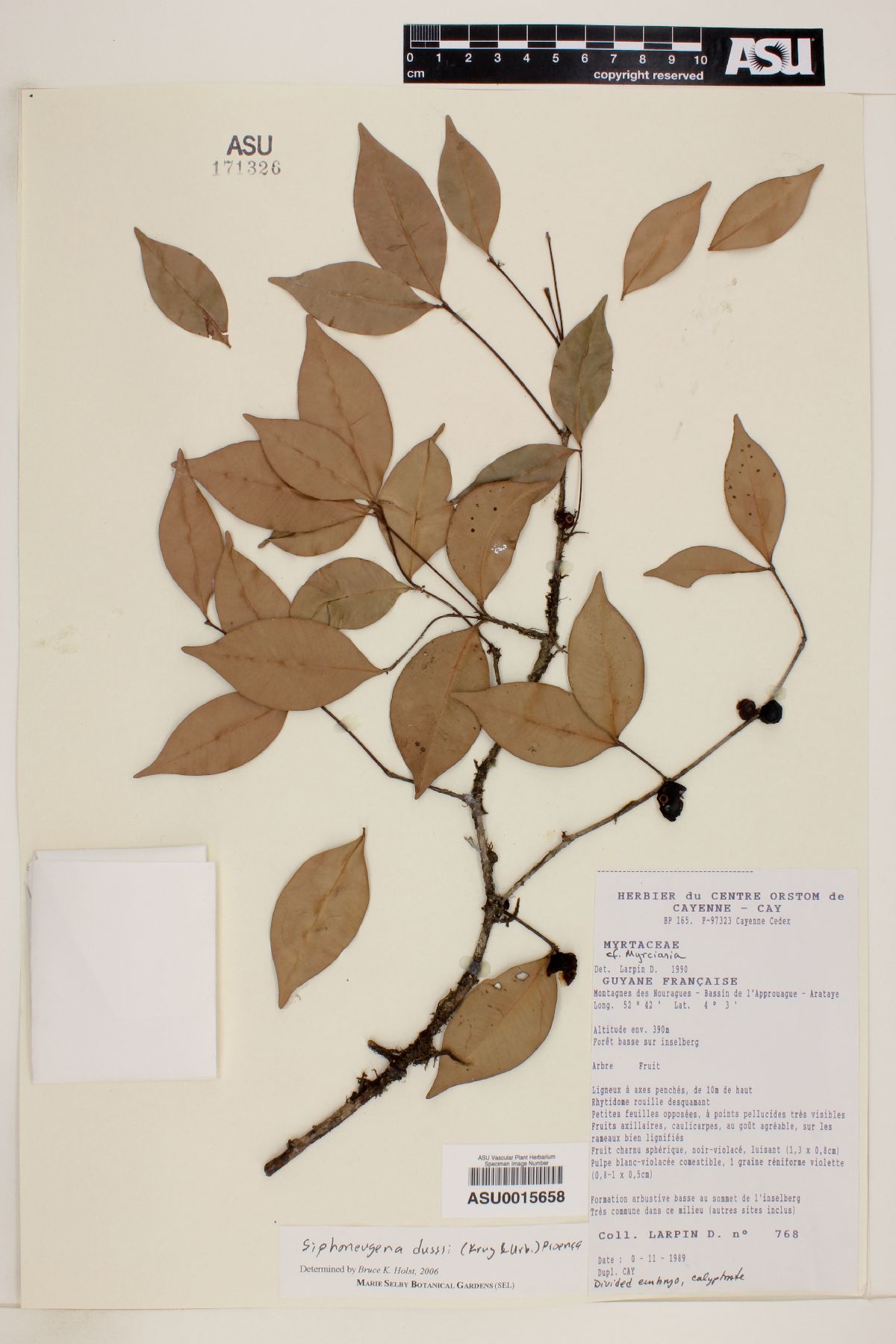 Siphoneugena dussii image