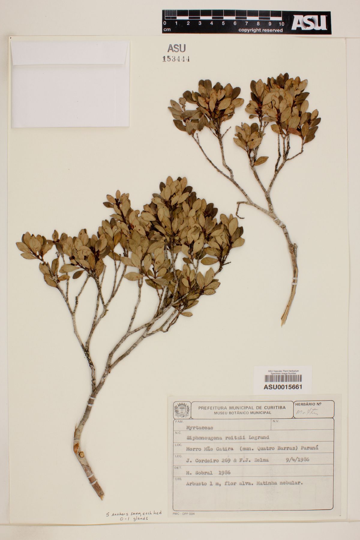 Siphoneugena reitzii image