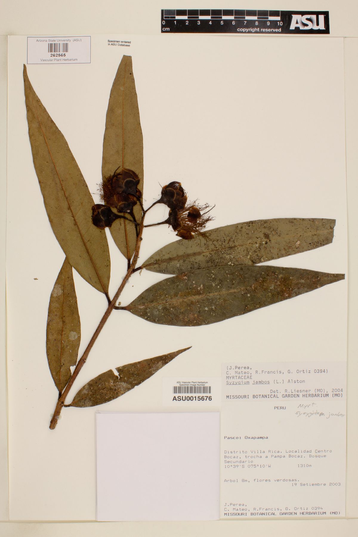 Syzygium jambos image