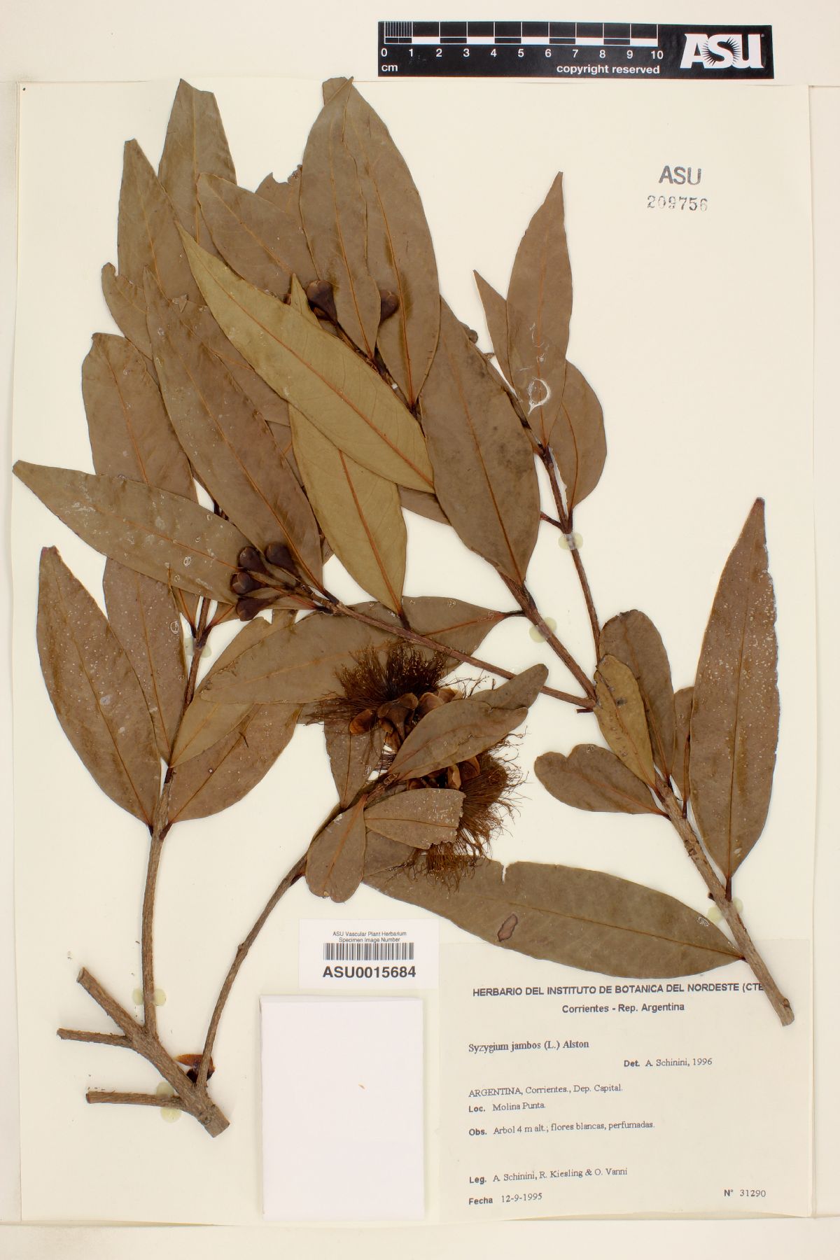 Syzygium jambos image