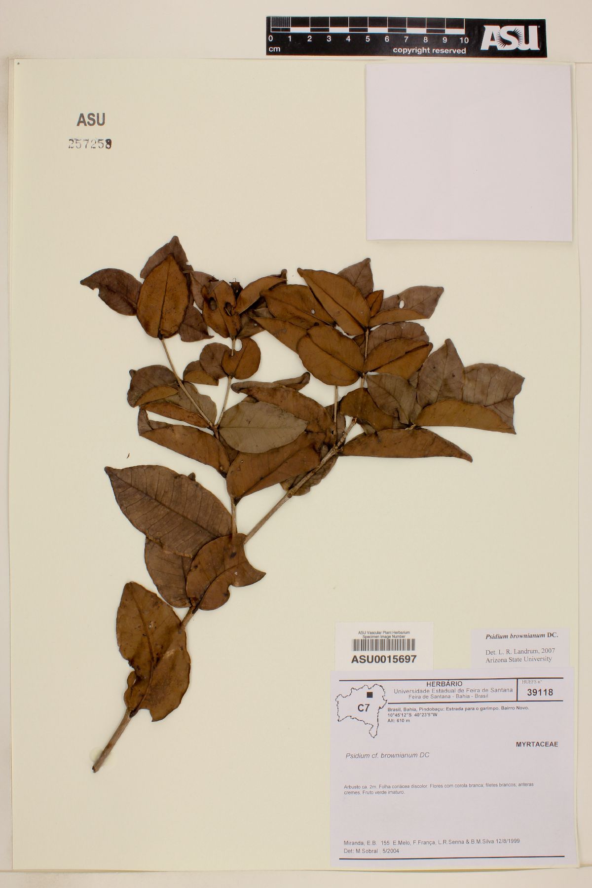 Psidium brownianum image