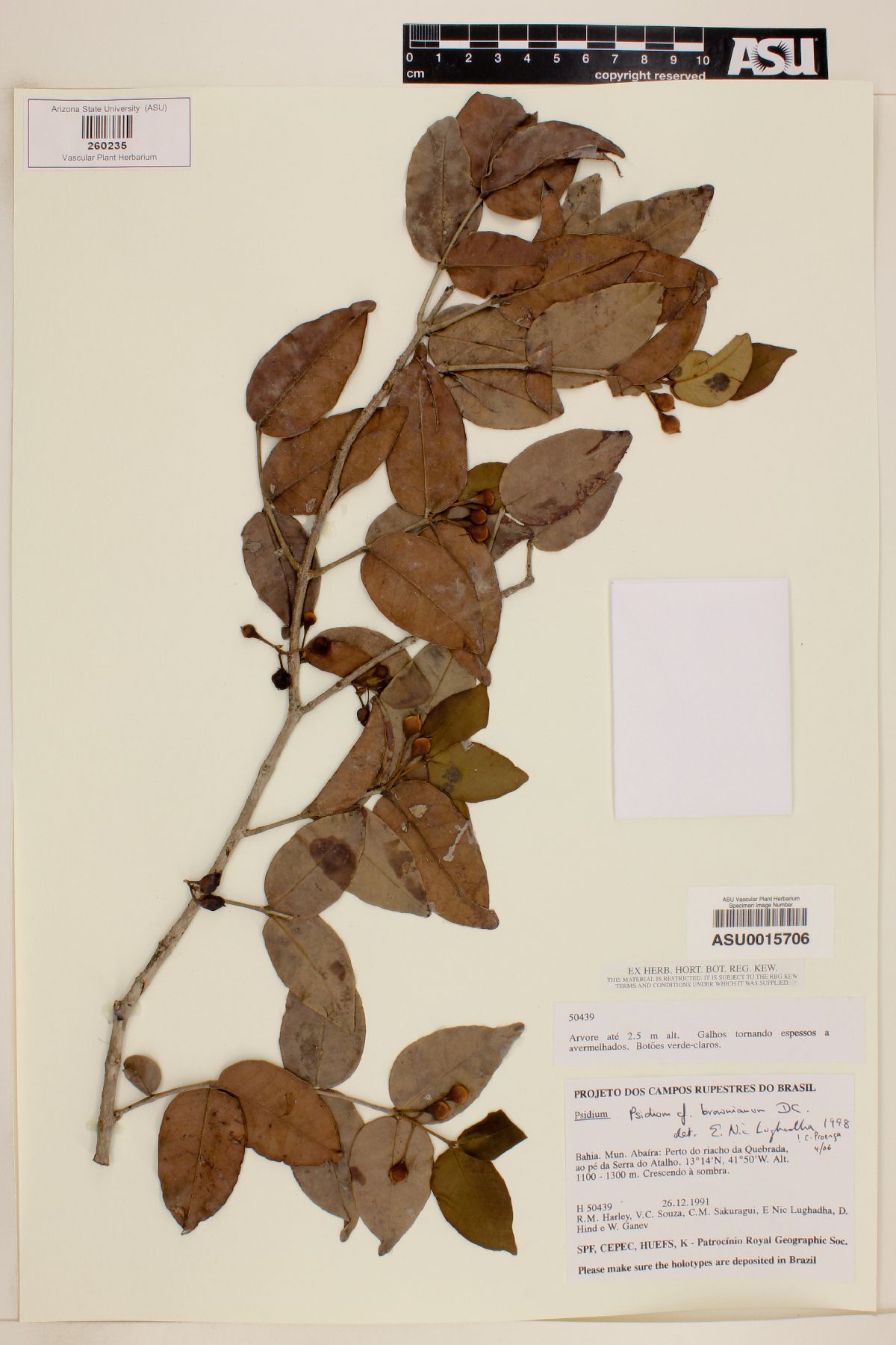 Psidium brownianum image