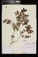Psidium schenckianum image